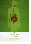 Endocrine System Unveiled: In-depth Study Notes for Medical Professionals