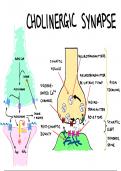 Cholinergic Synapse Diagram