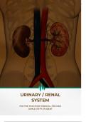 Comprehensive Urinary/Renal System Study Notes: A Detailed Guide on Anatomy, Physiology, and Pathology