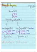 Flashcard Respiration Summary-  Unit 5 - Energy transfers in and between organisms 
