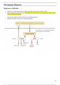 A Level Biology - The Immune Response and Immunity Notes