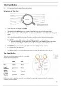 A Level Biology - The Eye & Photoreceptors Notes