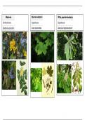 Toegepaste Plantkunde: Herbarium lijst
