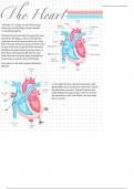 The Heart and Electrocardiograms