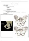 Samenvatting Anatomie 4_Pelvis/bekken