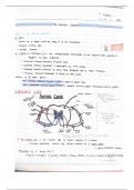 Summary WJEC Biology for A2 Level Student Book: 2nd Edition -  The Nervous system