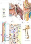 Handig overzicht anatomie KNO oor