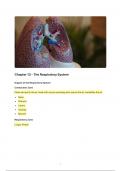 Chapter 13 - The Respiratory System