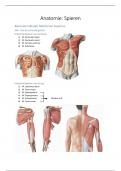 Spieren bovenlichaam