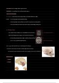Notes on The Brain and Nervous System PSCH 100 UIC
