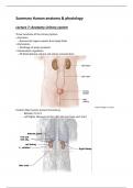 summary human anatomy &physiology -urinary