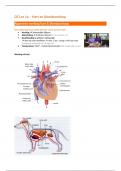 Dierziekten gezelschapsdieren - Samenvatting L1 - hart & bloedsomloop