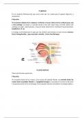 Anatomía de la faringe resumen