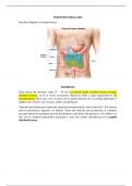Anatomia del intestino delgado resumen