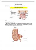 Anatomia del intestino grueso resumen