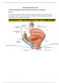 Anatomia del sistema reproductor femenino (genitales externos) resumen