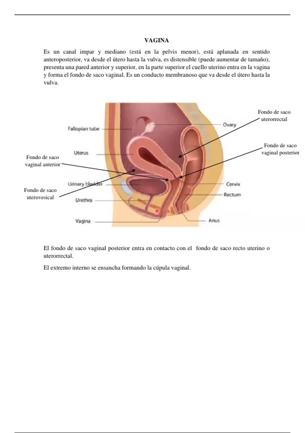 Sumario Anatomia del sistema reproductor femenino (genitales internos)  resumen - 3412 - Stuvia US, image size:1200x1700