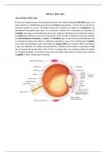 Fisiologia de la vision resumen