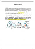 Embriologia del sistema endocrino resumen