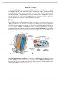 Embriologia del sistema genital resumen