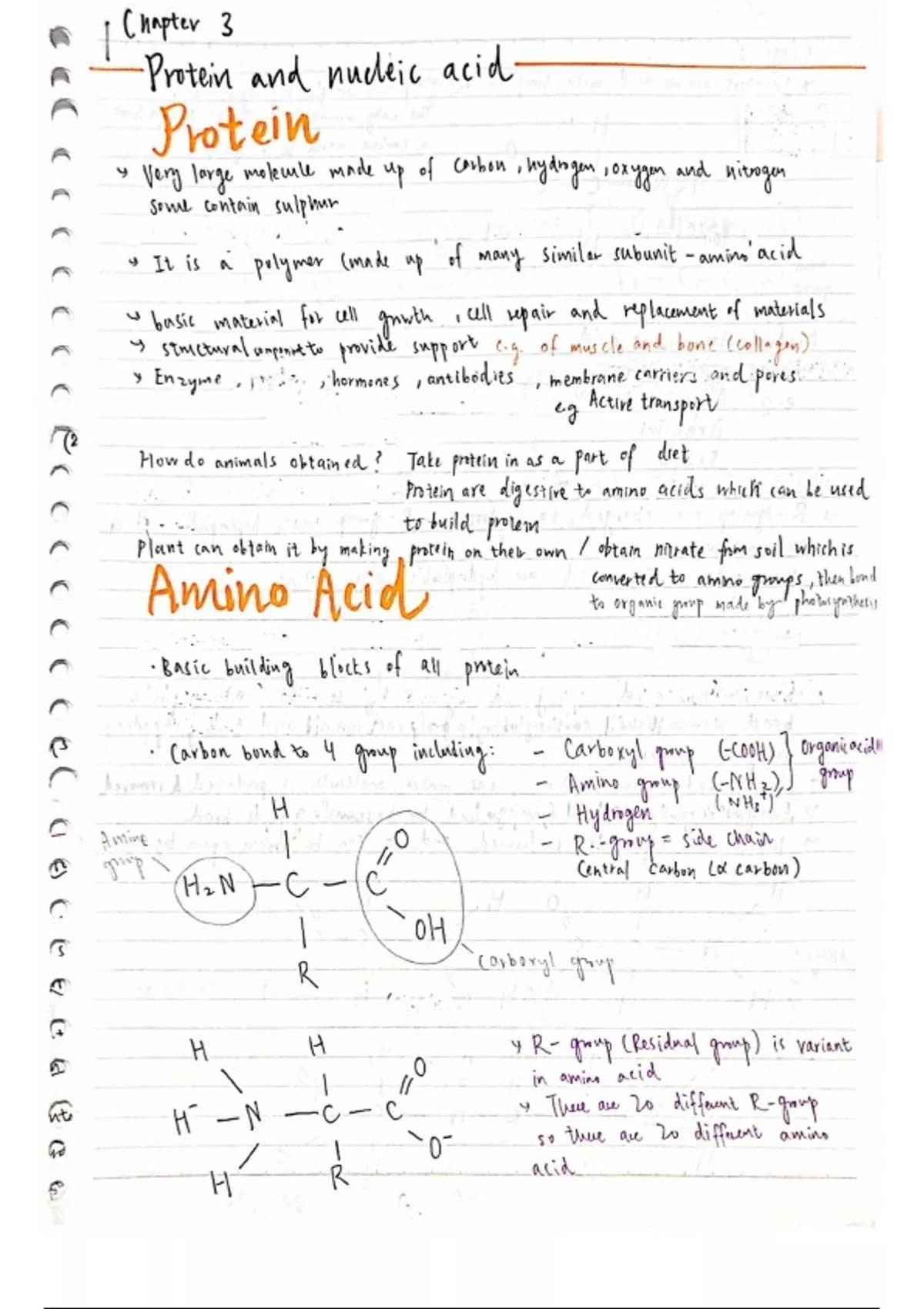 Summary OCR A Level Biology C3. Protein and nucleic acid OCR A Level