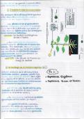 La plante productrice de matière organique (partie 2)
