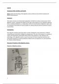 Unit 8 - Physiology of Human Body Systems