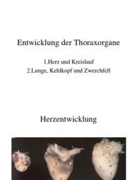 Embryologie der Thoraxorgane