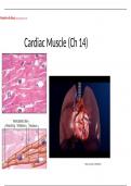 Module9-all slides[Cardiac Muscle (Ch 14)]