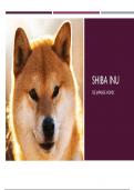 Nederlands: presentatie inhoud en PowerPoint over de Shiba Inu 