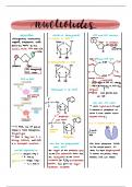 A level Biology OCR - Nucleotide Summary Notes