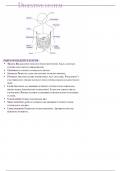 Digestive system - Complete information 