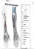 Muscle coloring sheet (forearm)