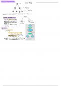 IGCSE Biology notes - Asexual Reproduction