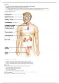 The Endocrine System