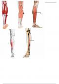 Muscles that Move the Ankle & Foot - Labeling Diagram 