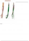 Muscles that Move the Wrist & Hand - Labeling Diagram