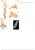 Bones of the Ankle & Foot - Labeling Diagram