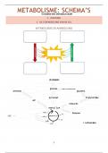 Metabolisme - Oefenbundel schema's/ afbeeldingen...
