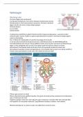 Nefrologie en Nierdialyse (EPA IC3)