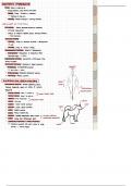 Class notes | Anatomy | Body Structures and Functions