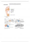 Arches of the Foot and Plantar Aspect of the Foot