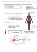 the Human Nervous System