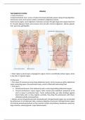 Summary of lectures regarding organs
