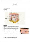 de huid (anatomie & fysiologie)