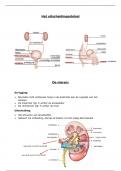 het uitscheidingsstelsel (anatomie & fysiologie)