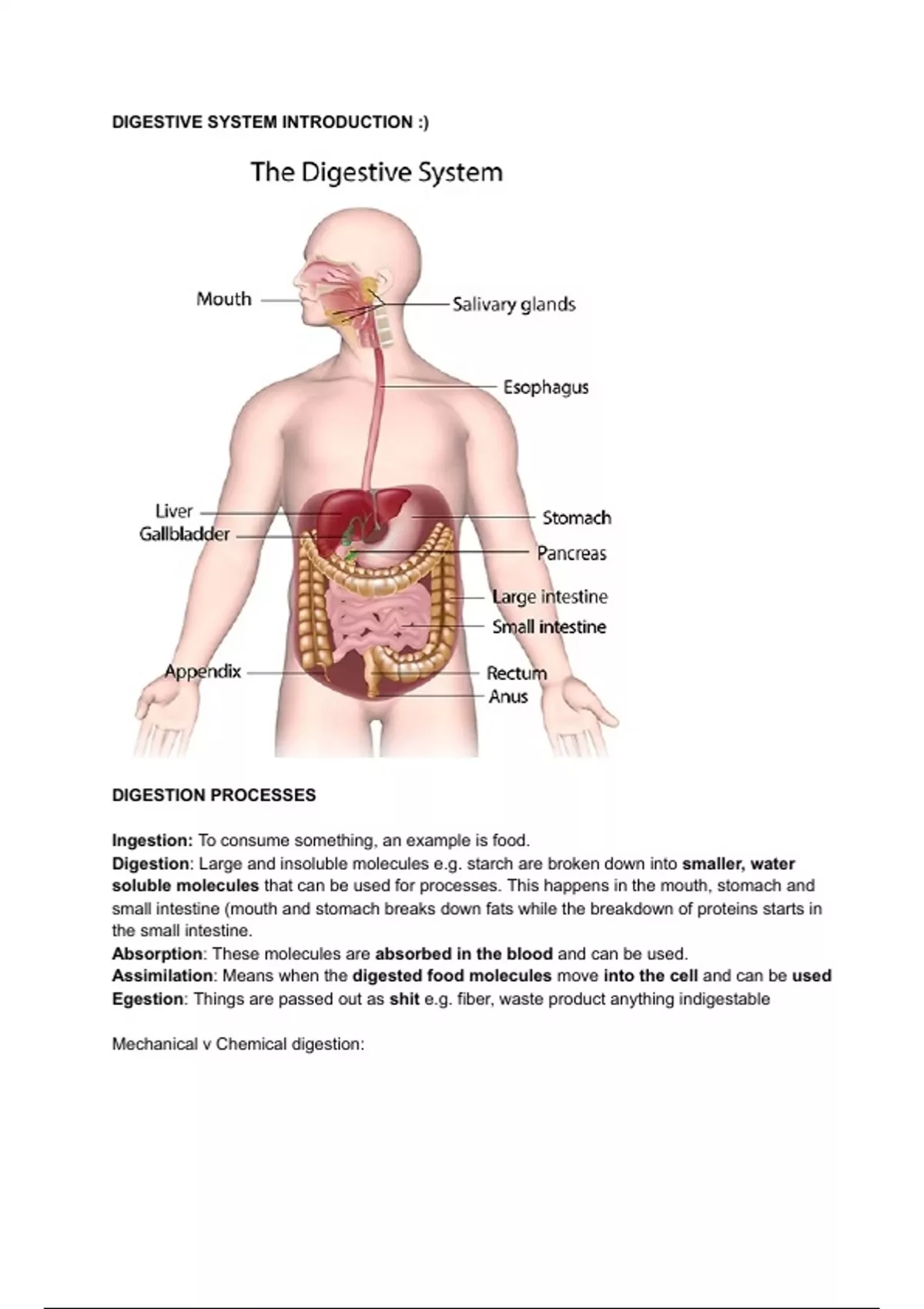 Some detailed bundle notes on the digestive system, enzymes and ...