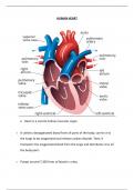 Anatomy of Heart Simplified