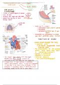 Cardiovascular System notes