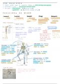 Skeletal System notes